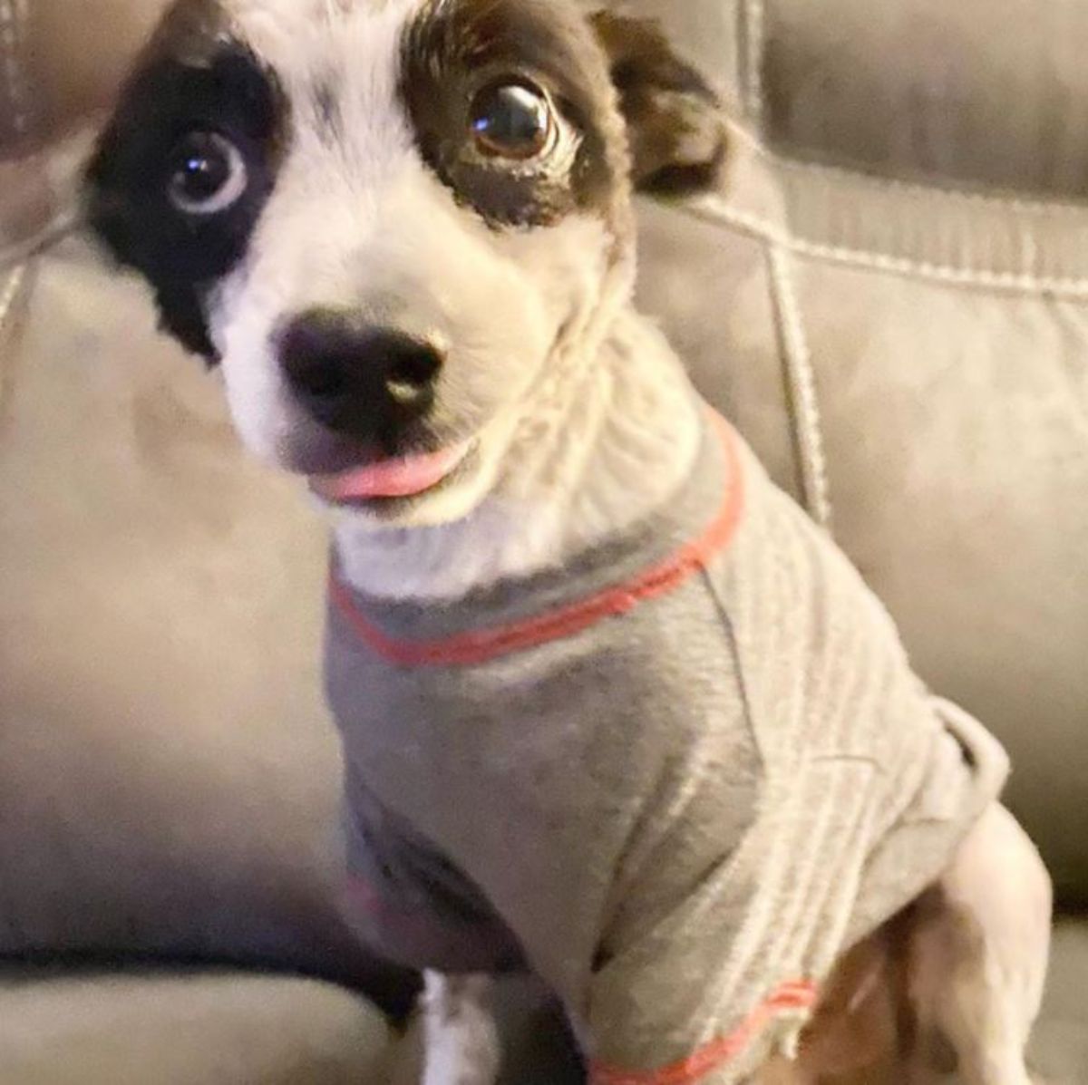 black and white dog who looks like he's smiling sitting on a brown sofa wearing a grey and orange shirt with the tongue sticking out slightly