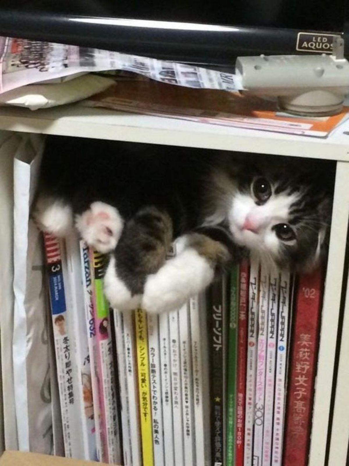 black and white tabby cat laying on books in a white shelf