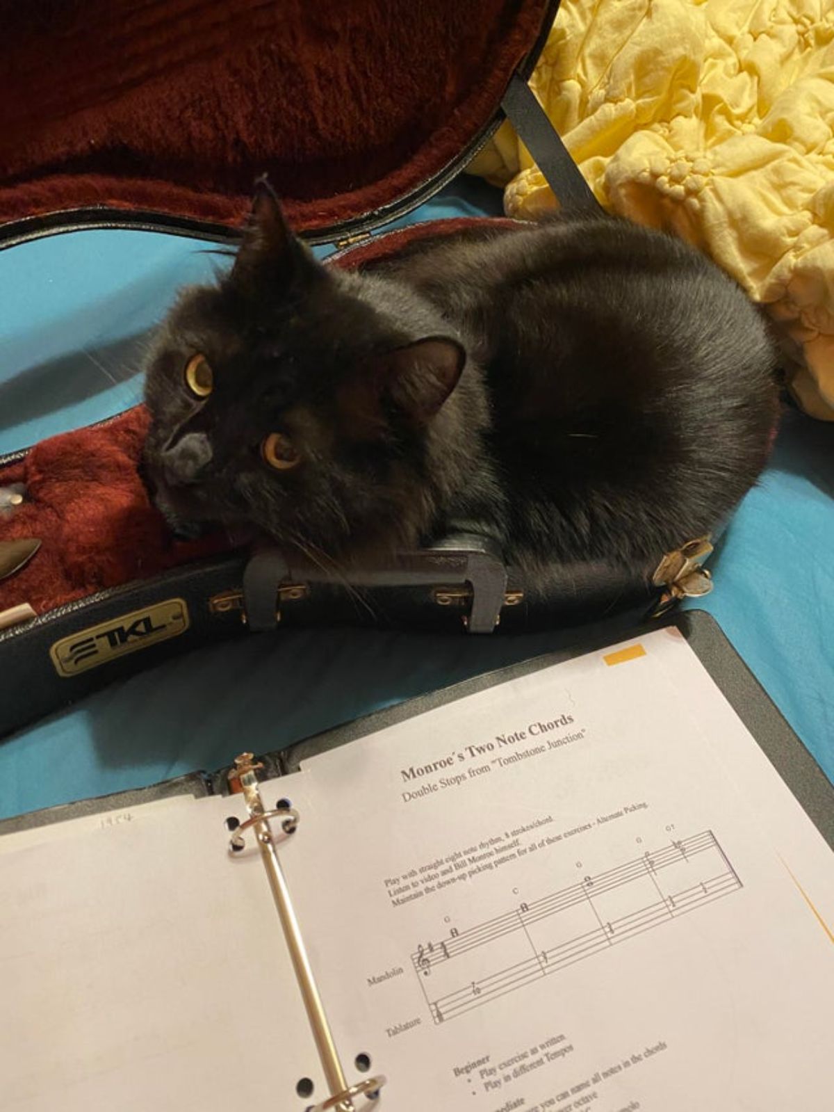black cat laying inside a violin case next to a folder of music notes