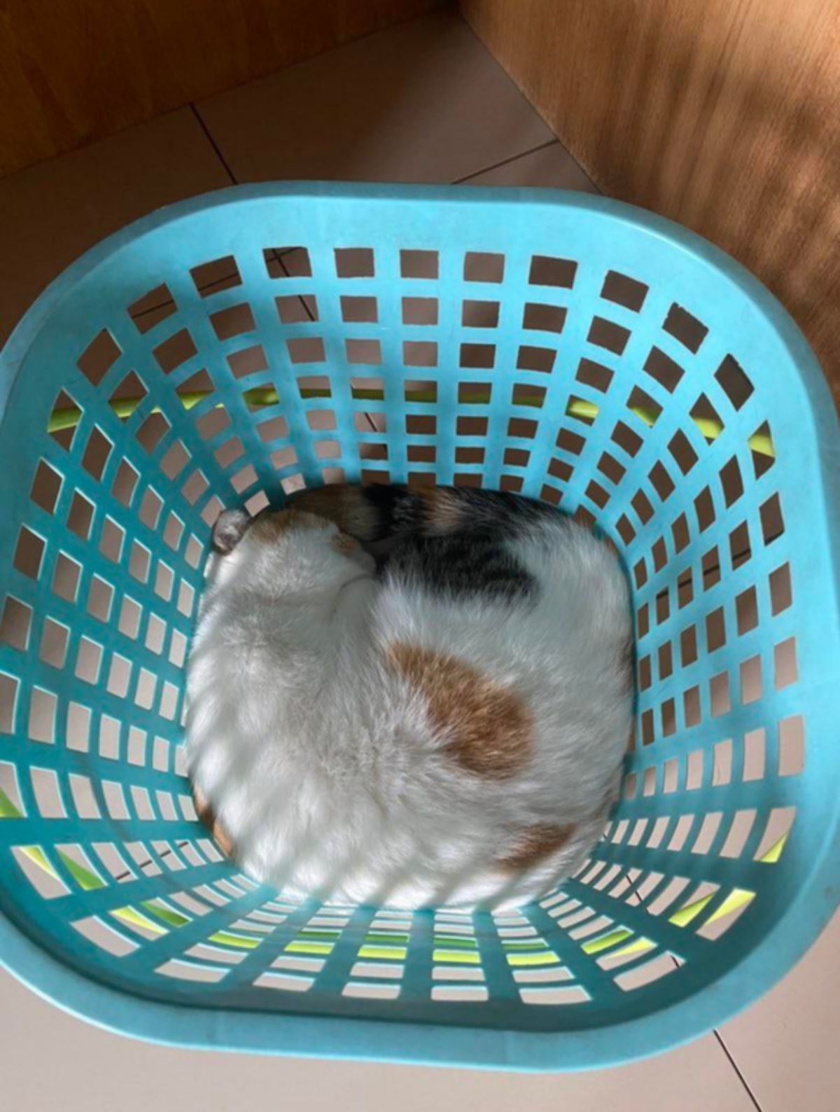 black white and orange cat sleeping at the bottom of a blue plastic laundry basket