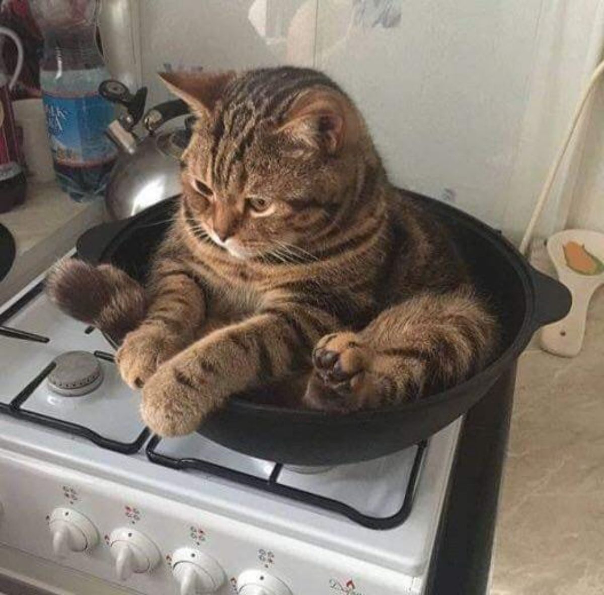 brown tabby cat sitting in a black wok on a white stove