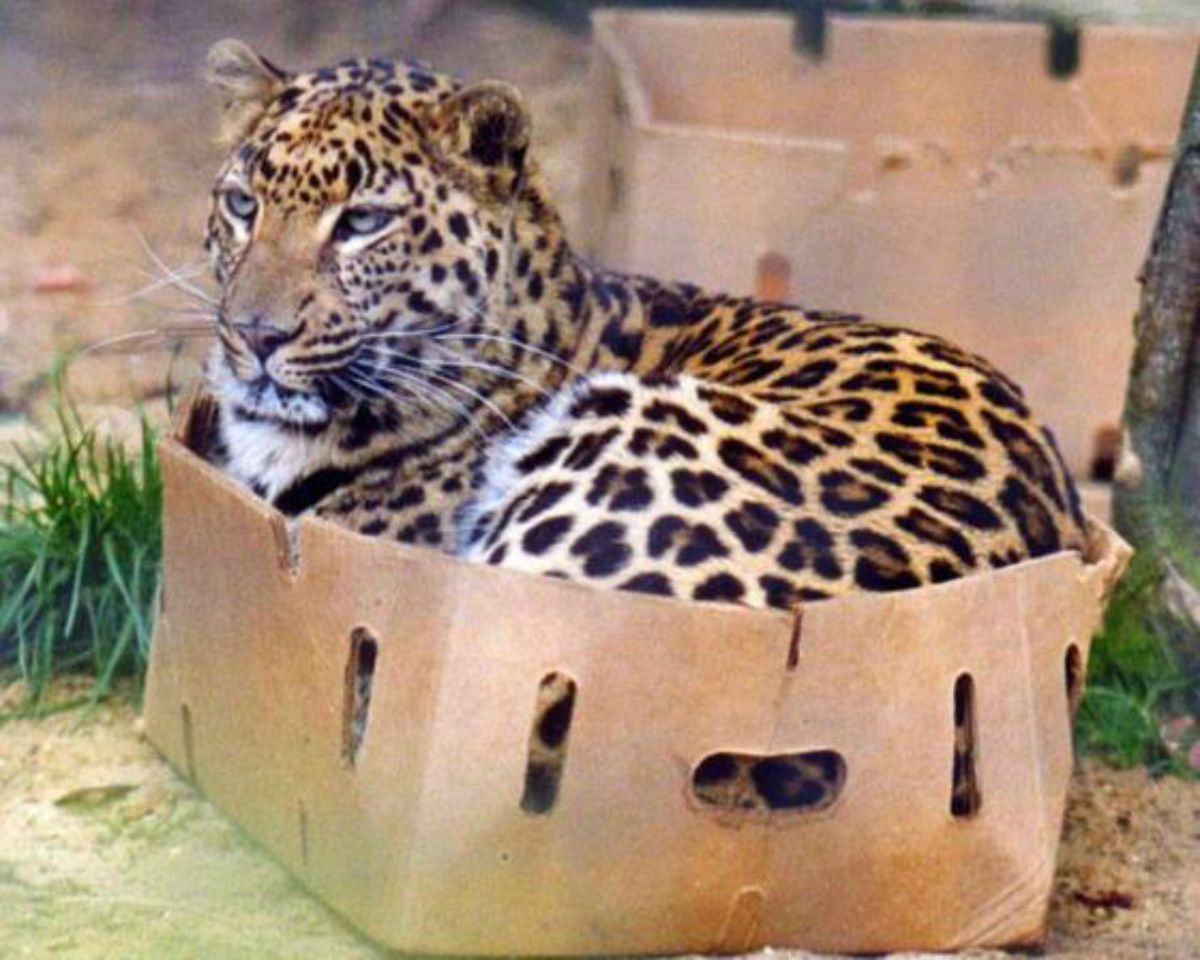 jaguar laying inside a cardboard box