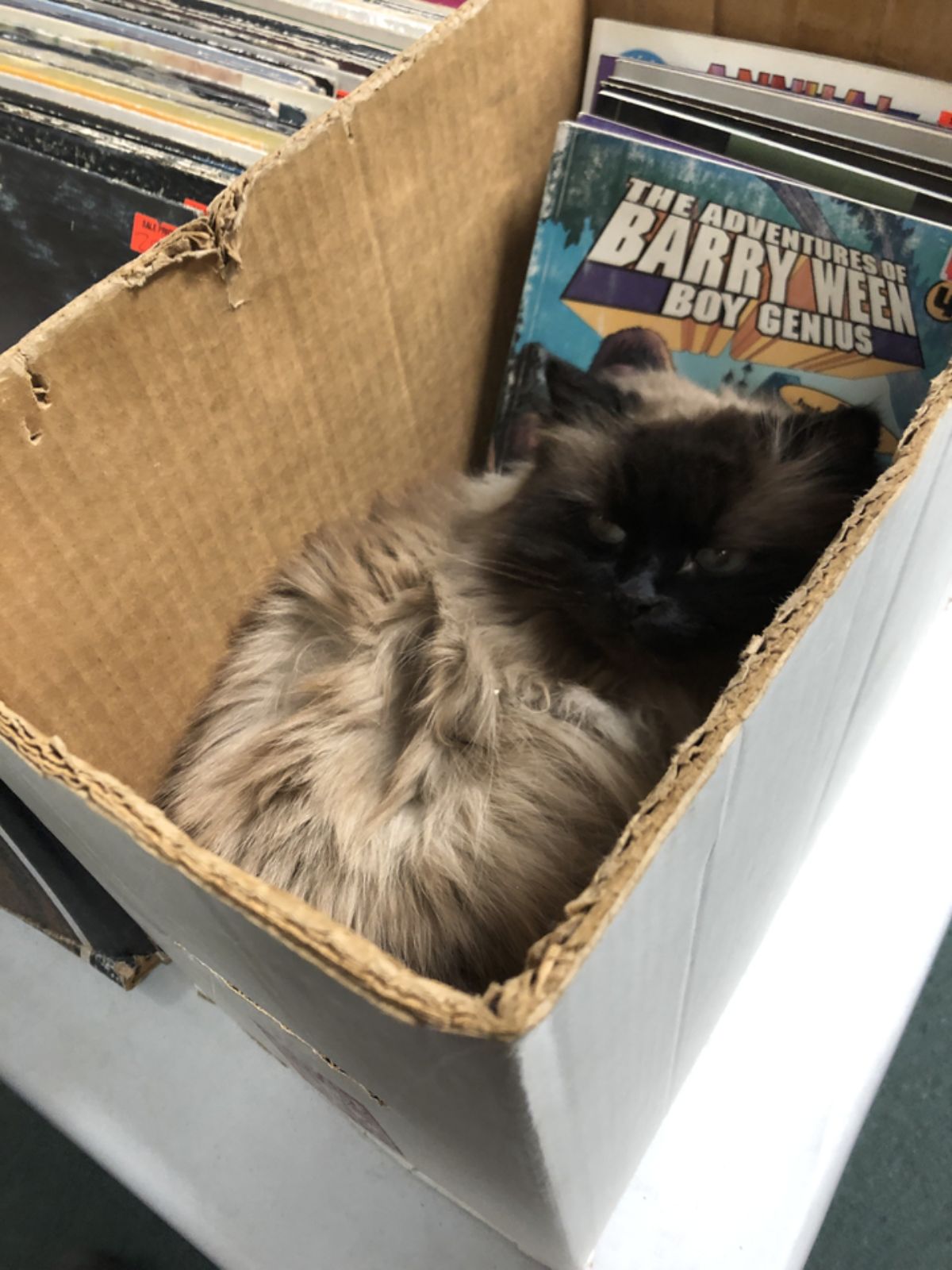 grey and black cat laying in a cardboard box with books in it