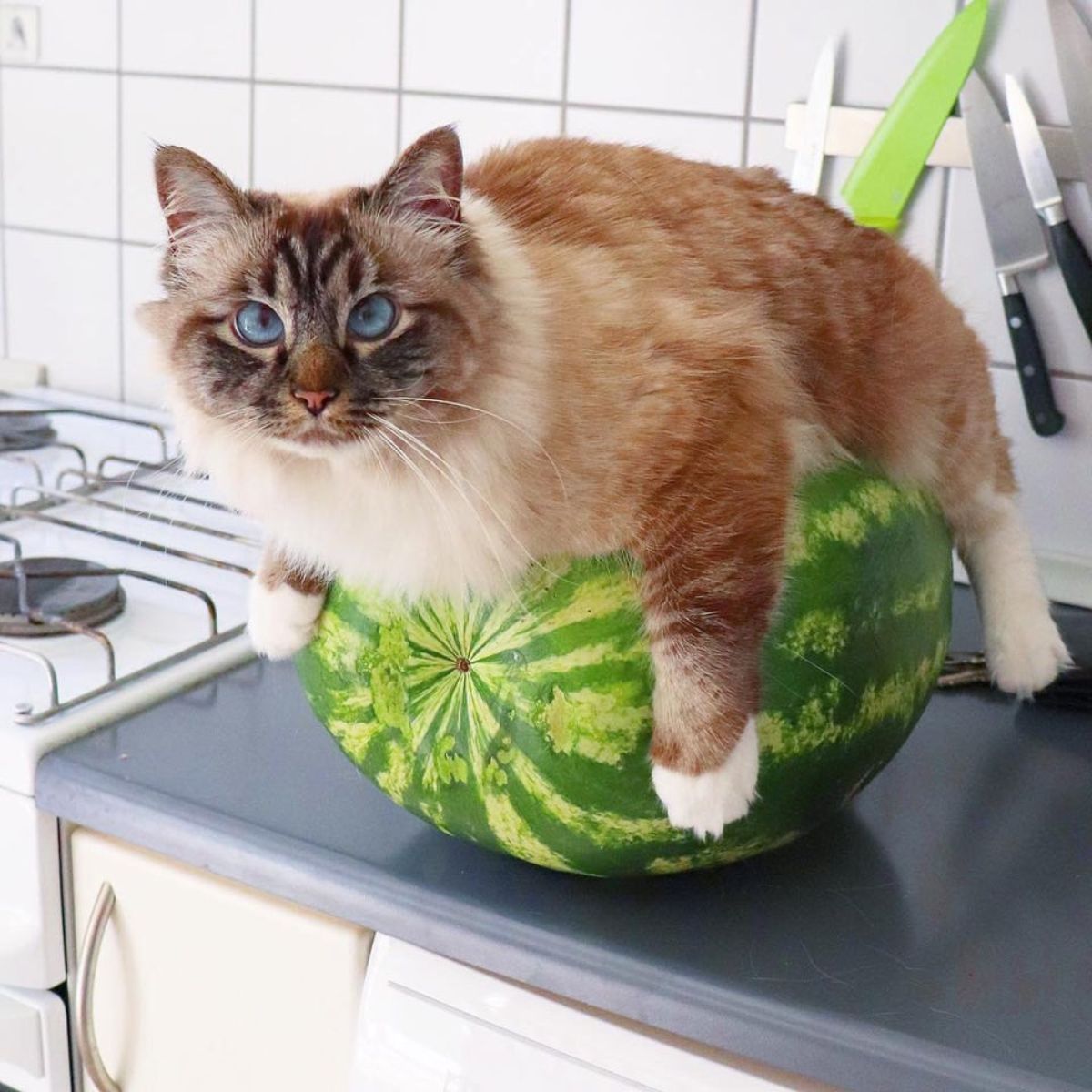 brown and white cat laying on a large watermelon on a counter
