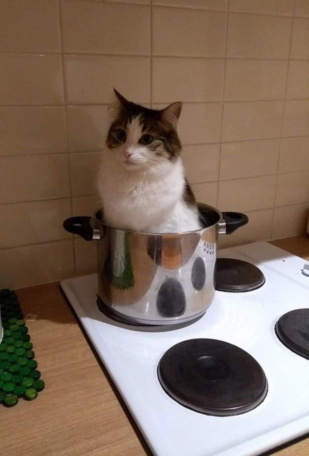 brown and white tabby cat sitting in a silver pot on a white stove