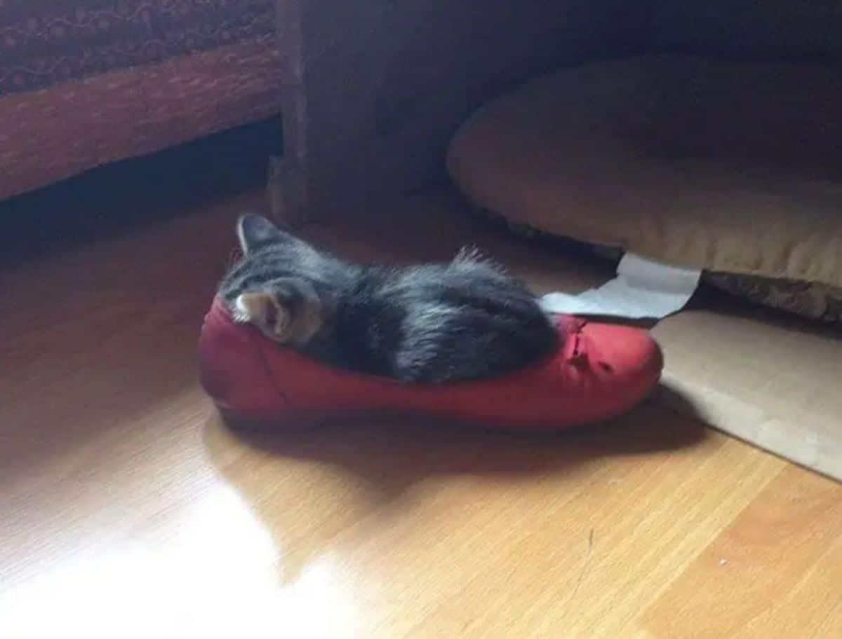 grey tabby kitten sleeping inside a red ballet shoe