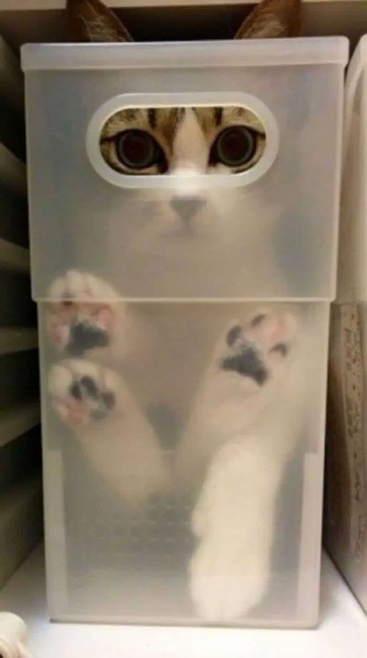 brown and white cat inside a transparent plastic box with the paws placed against the side and the eyes peeking out of a gap in the box