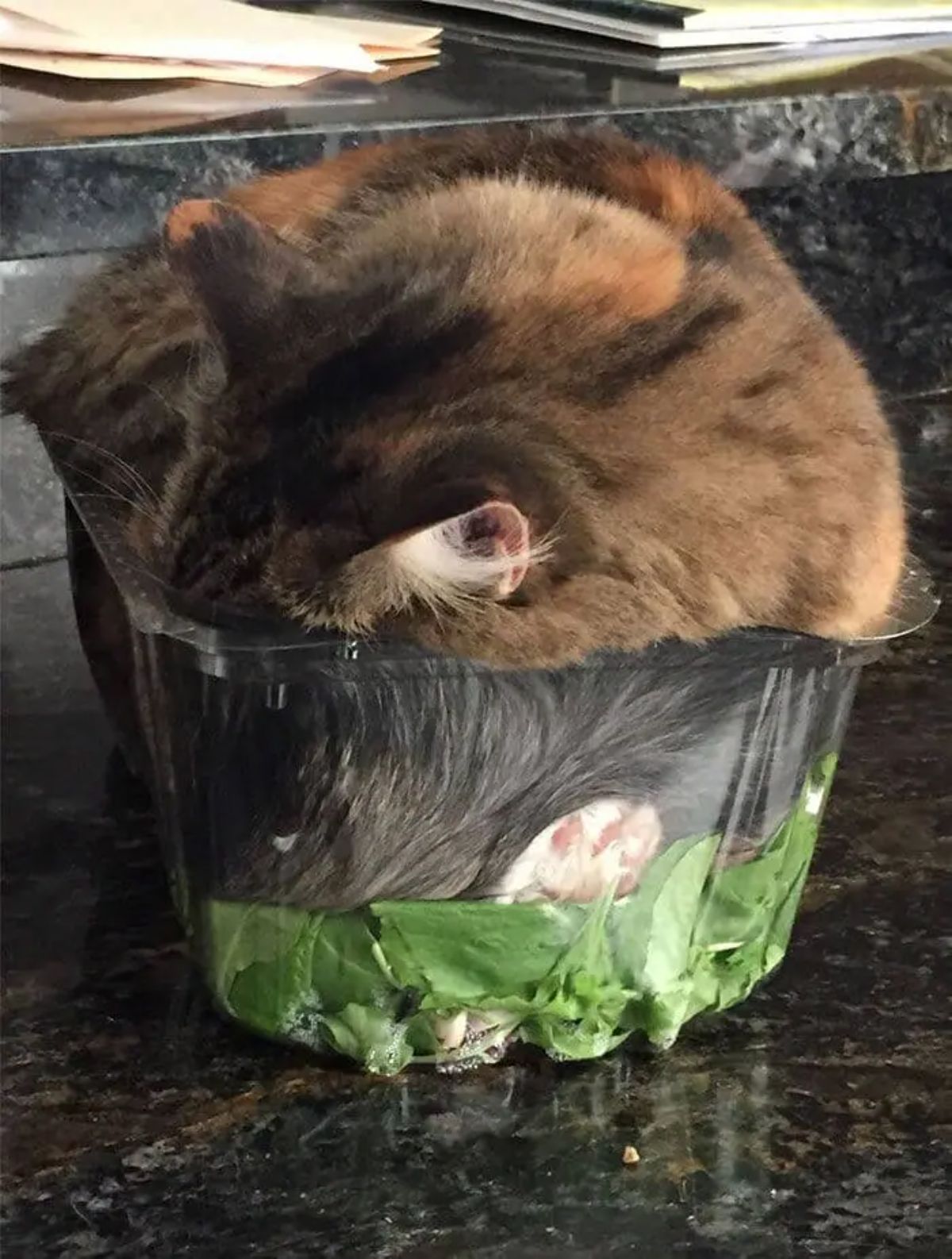 brown tabby cat sleeping in a glass bowl with salad at the bottom