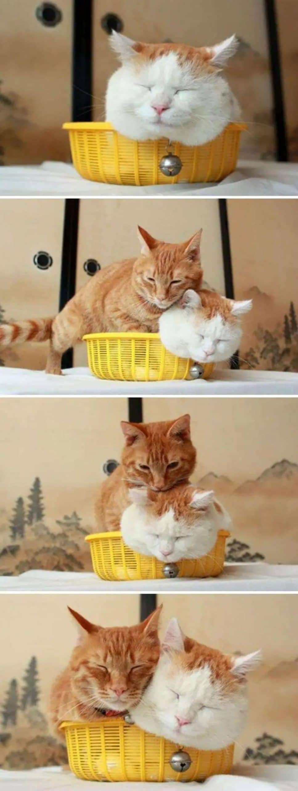4 photos of an orange and white cat laying ina yellow container turned upside down and an orange cat joining him