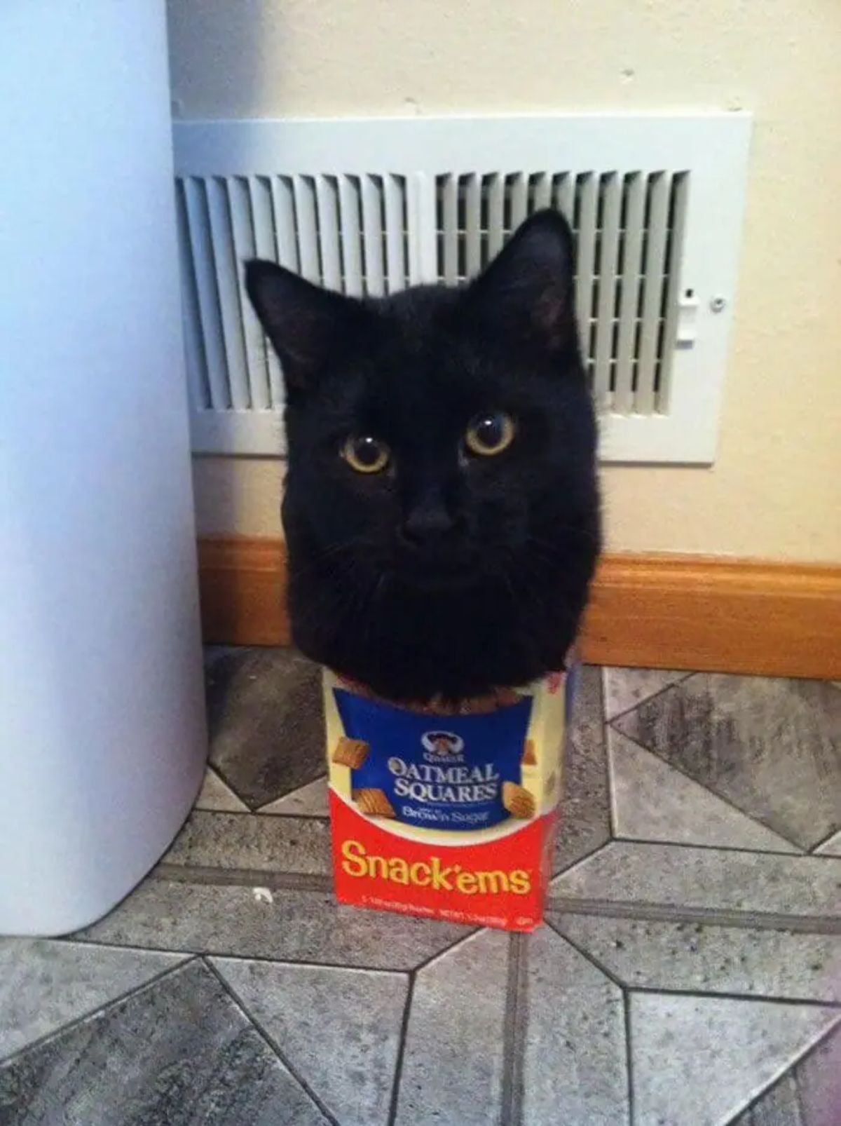 black cat sitting inside a cardboard box of oatmeal squares