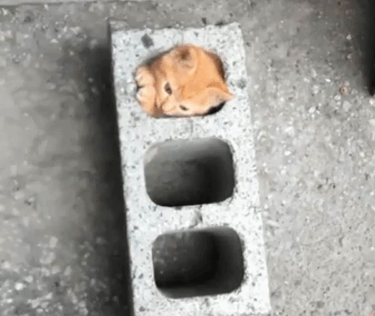 orange kitten inside one of three holes in a concrete block on the ground