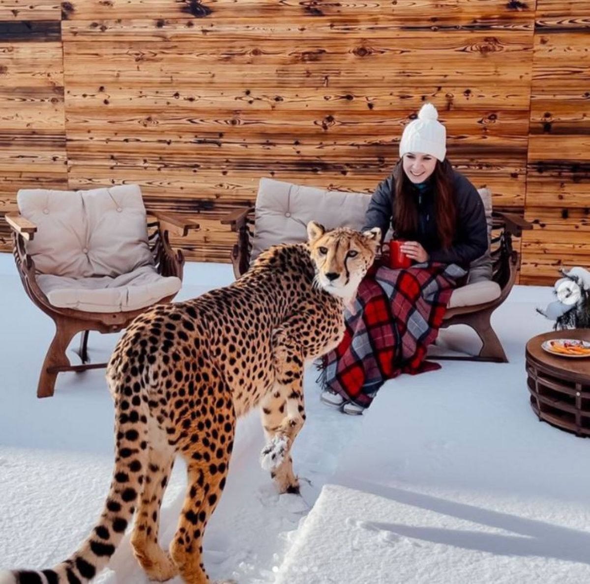 a cheetah stands on snow nex to a woman wearing winter clothes sitting on patio furniture