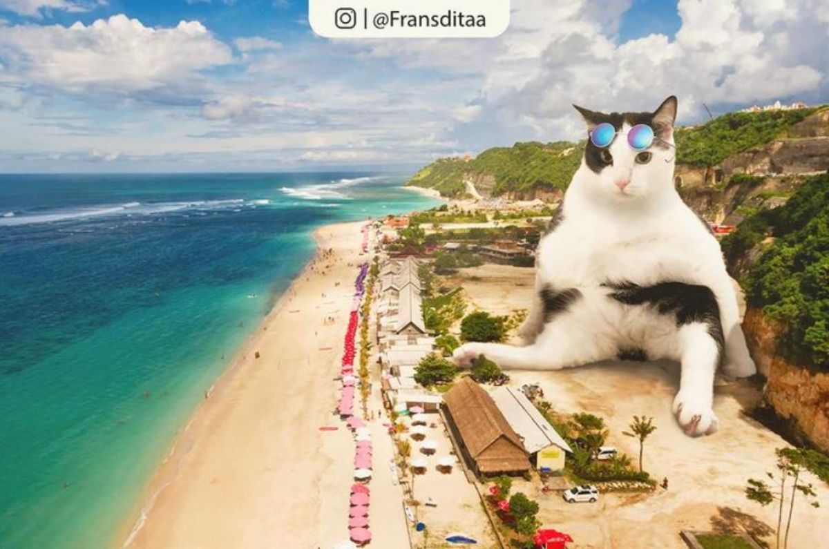 giant photoshopped black and white cat with sunglasses on sitting on a beach