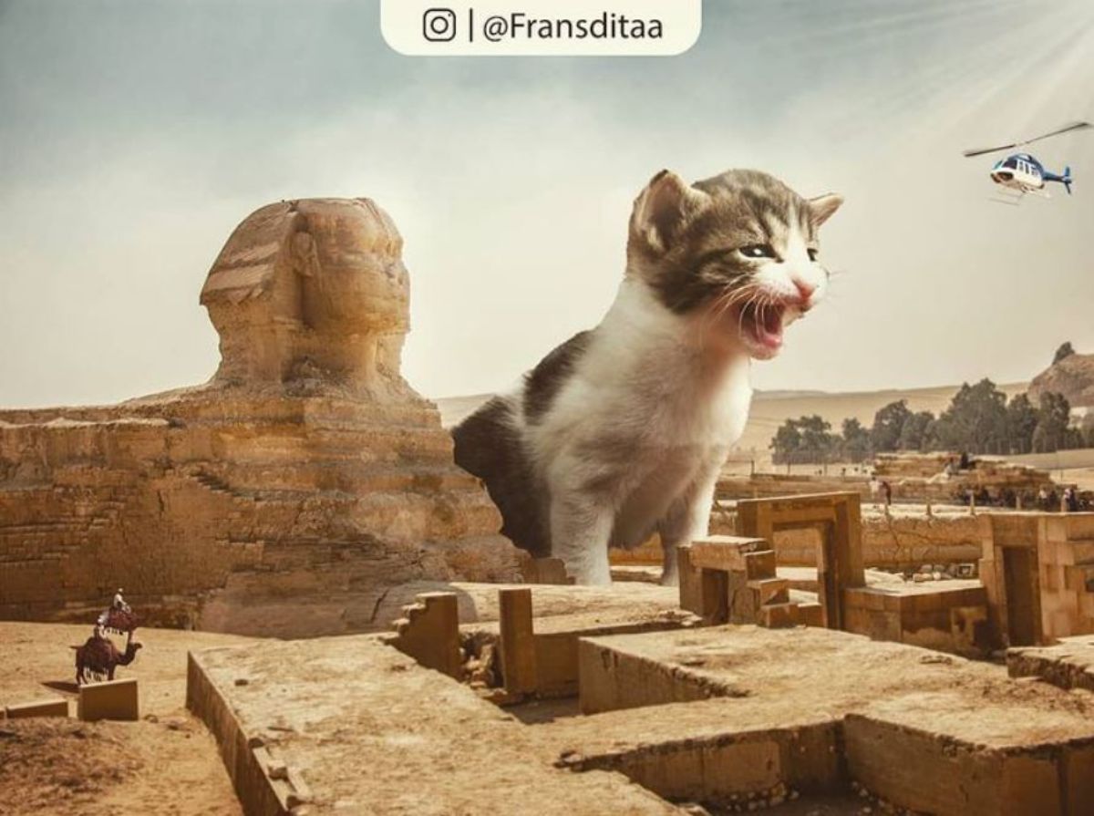 giant photoshopped grey and white tabby kitten standing next to the great sphinx of giza and screaming at a blue and white helicopter