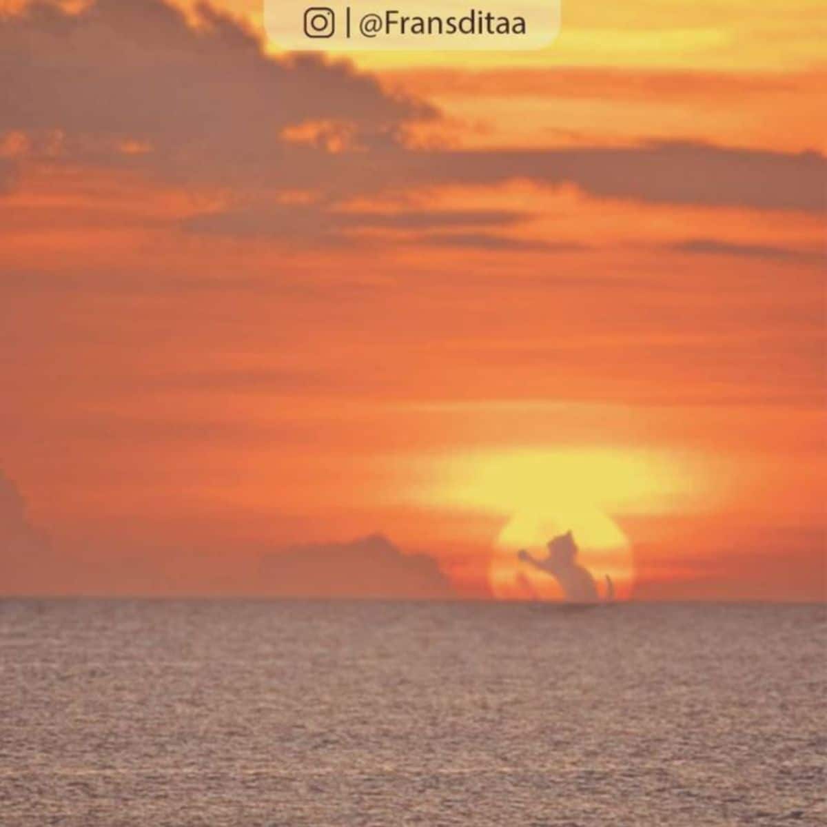 a sunset by the ocean with an orange sky with a giant photoshopped cat inside the yellow sun with the cat reaching up to swat clouds