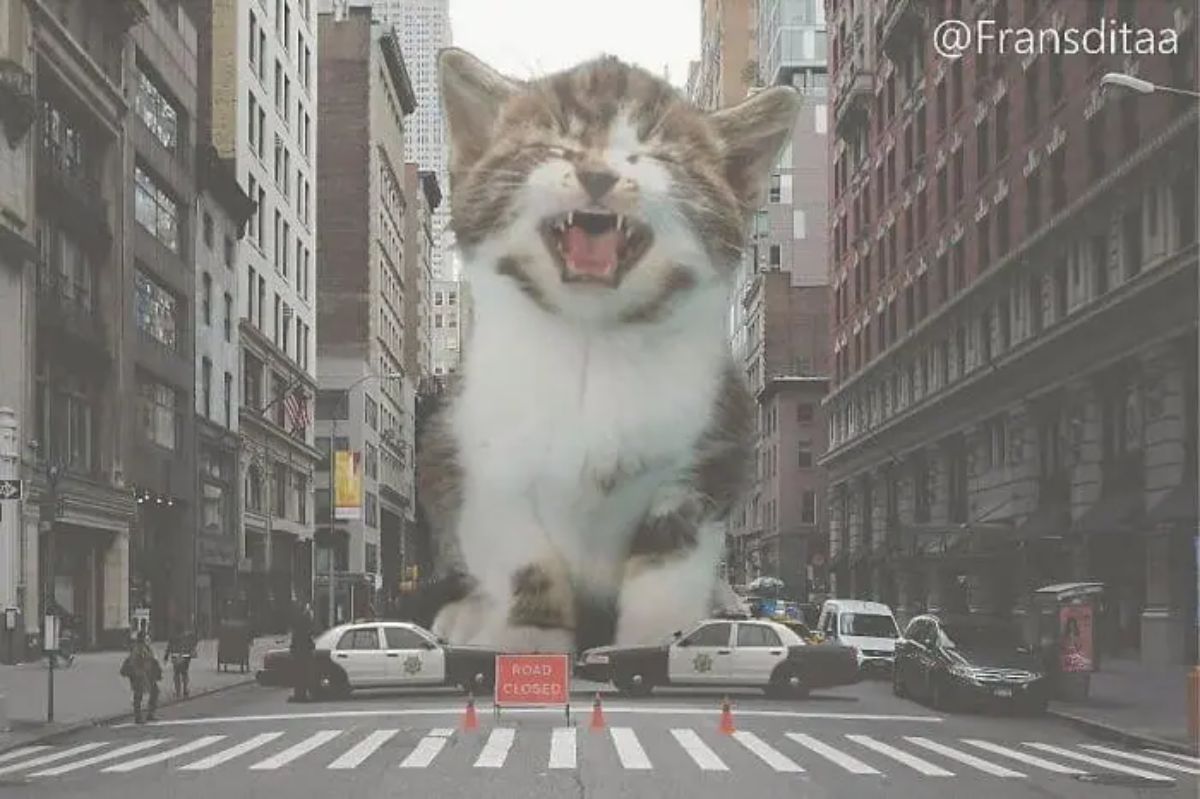 giant photoshopped brown and white tabby kitten sitting on a road screaming with 2 police cars in front of it