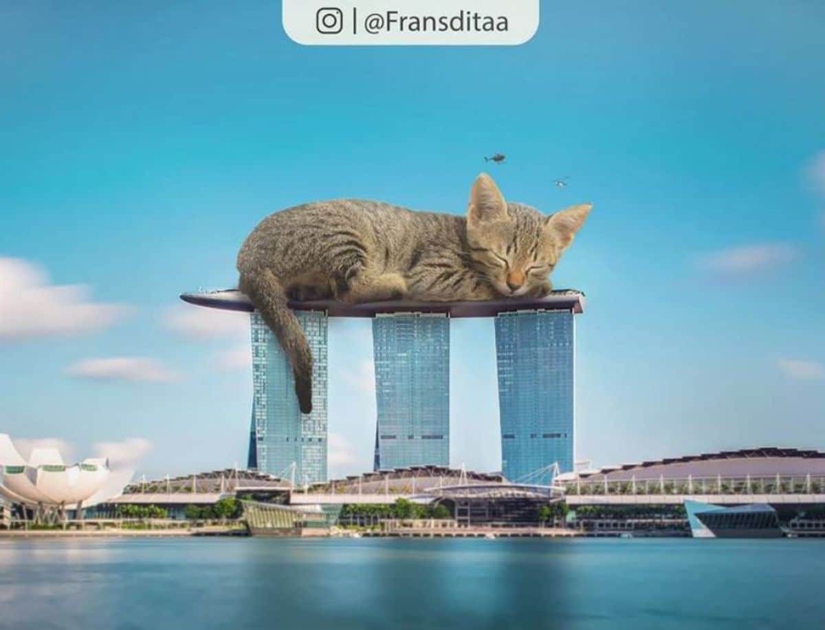 giant photoshopped grey tabby kittens sleeping on 3 buildings connected by a flat surface on top