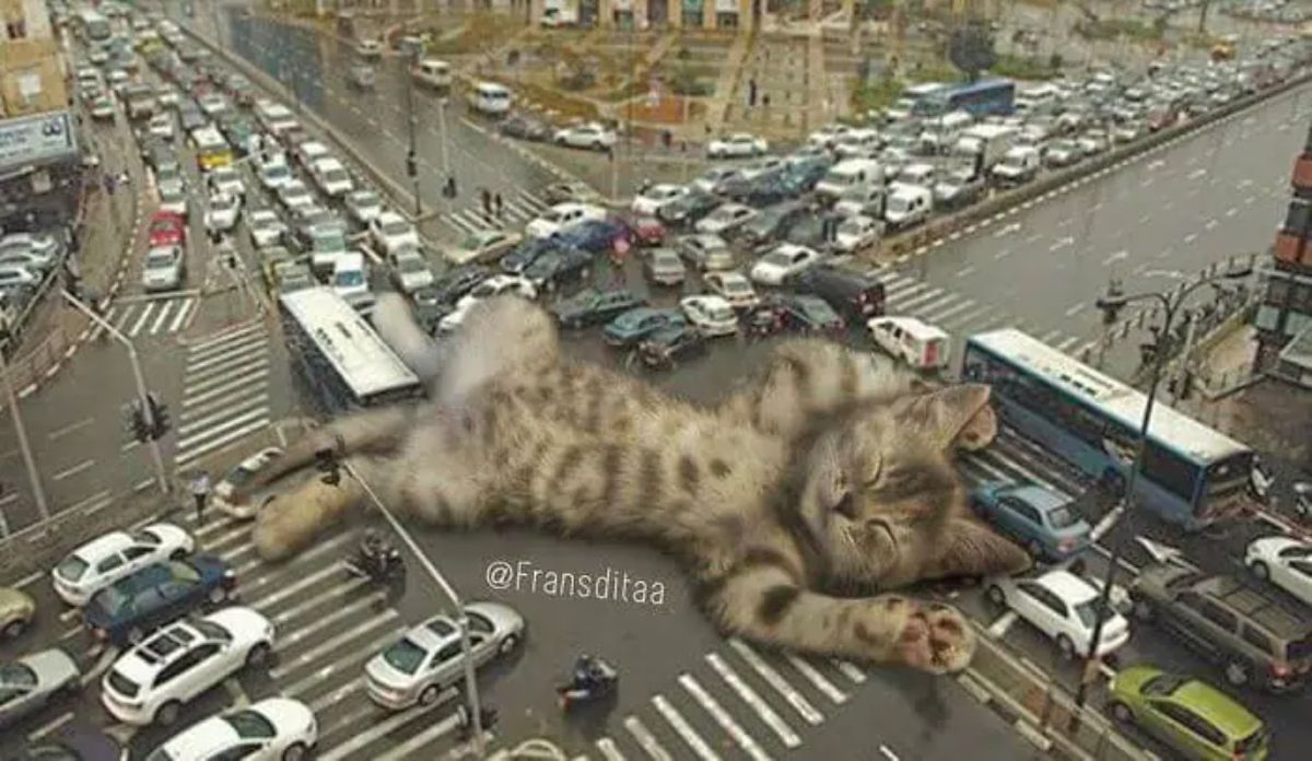 giant photoshopped brown tabby kitten sleeping belly up at a four-way intersection blocking vehicles