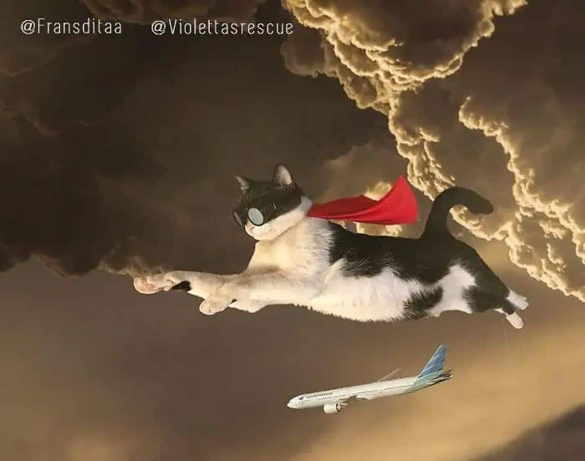 giant photoshopped black and white cat wearing black goggles and red cape flying in the sky above a white aeroplane