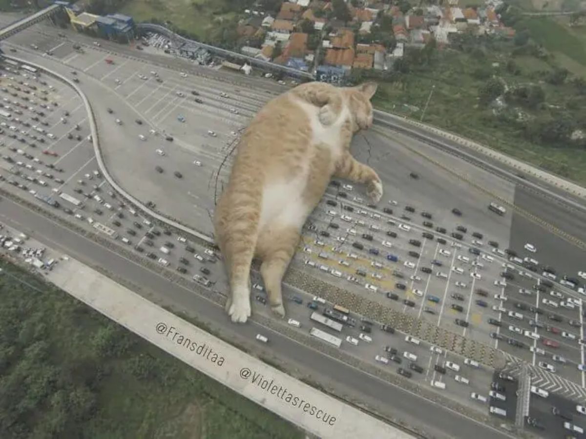giant photoshopped orange and white cat laying across a multi-lane highway blocking vehicles