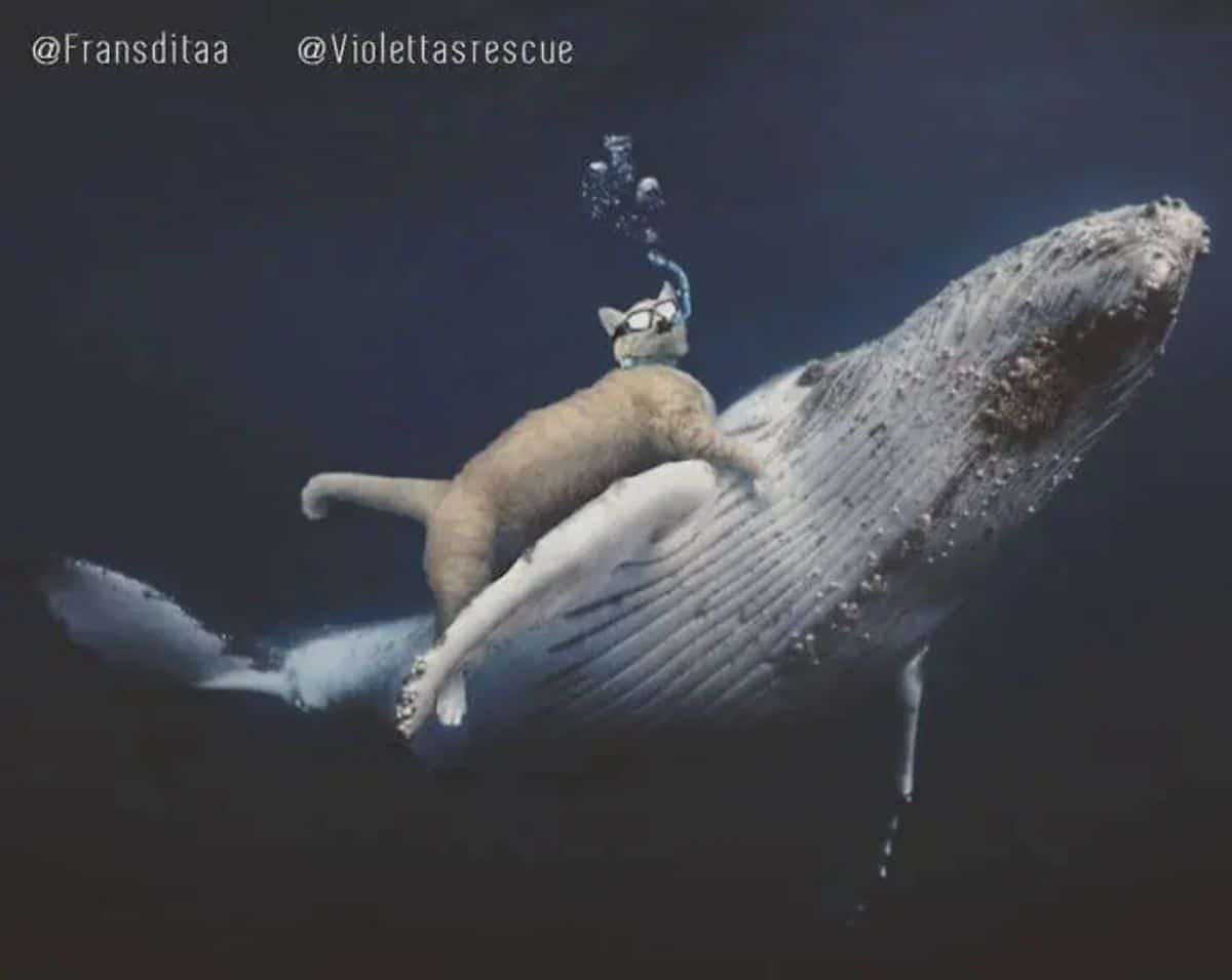 giant photoshopped orange cat wearing snorkels riding on a whale's back