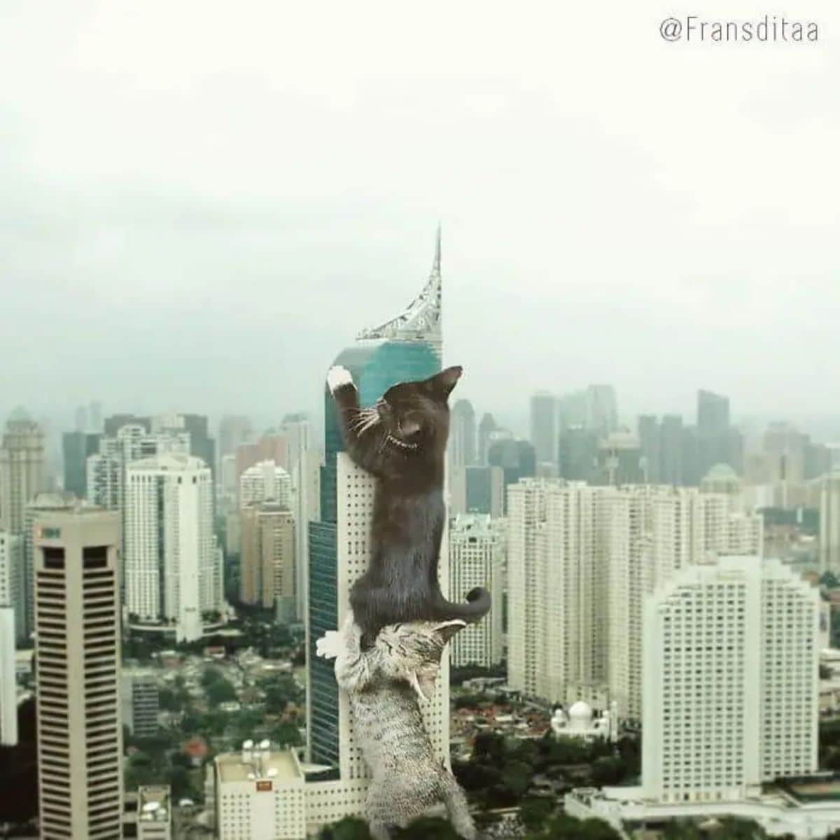 giant photoshopped grey tabby kitten holding up a giant photoshopped black and white kitten holding onto a blue and white skyscraper