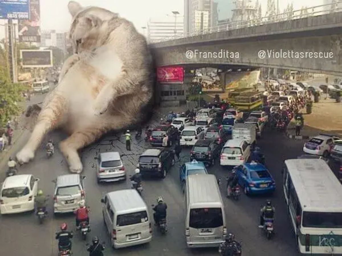 giant photoshopped grey and white cat sitting on a road leaning against a bridge blocking cars and cracking the ground beneath it