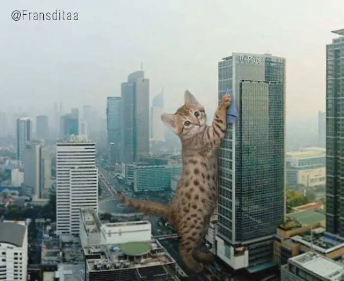 giant photoshopped brown spotted kitten standing on hind legs cleaning a skyscraper with a blue cloth