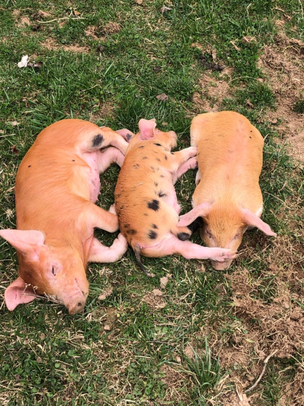 1 large brown pig and a smaller brown and black pig and medium-sized brown pig laying on the grass in a row