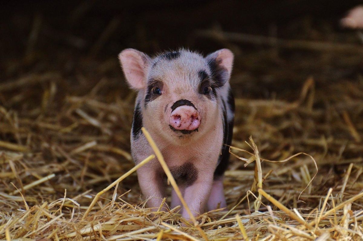 black and pink piglet standing on hay