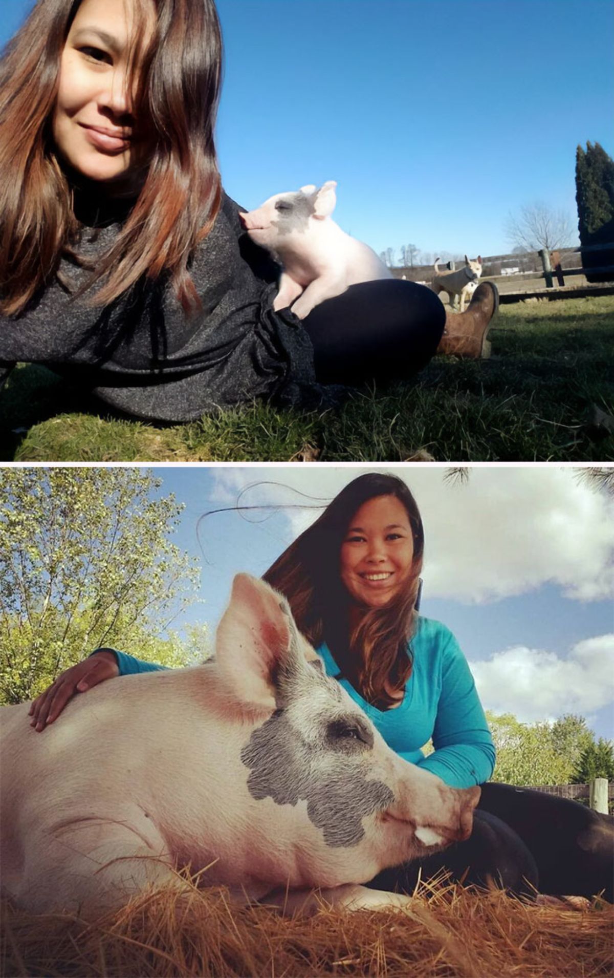 2 photos of a woman with a white and black piglet and the grown up version of the pig