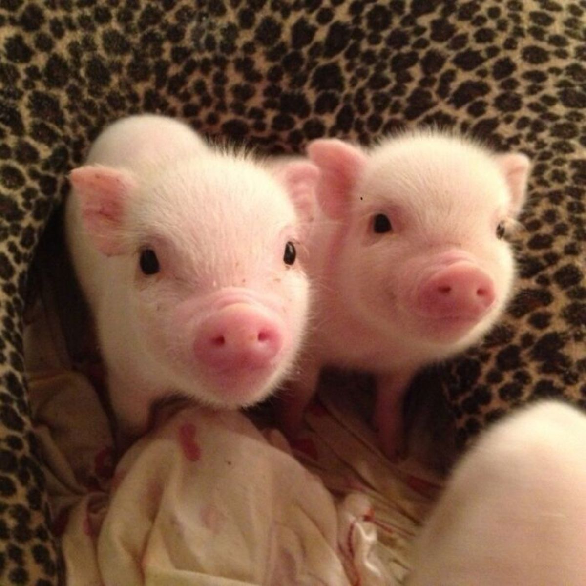 2 pink piglets standing in a leopard-print bed