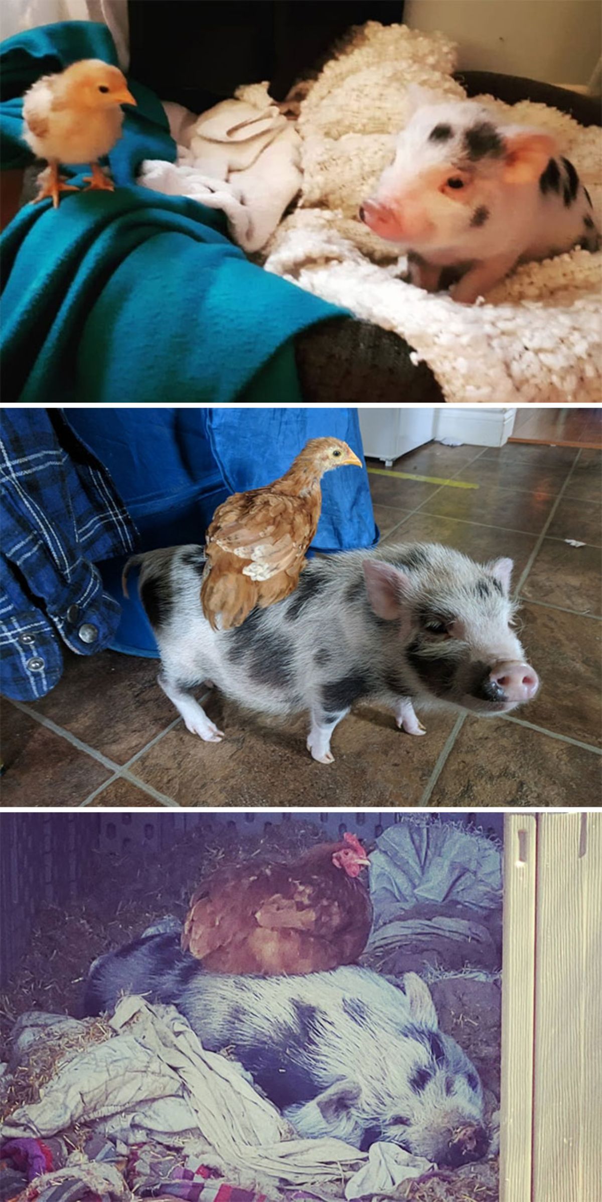 3 photos of a black and white pig and brown chicken showing them as babies and as adults