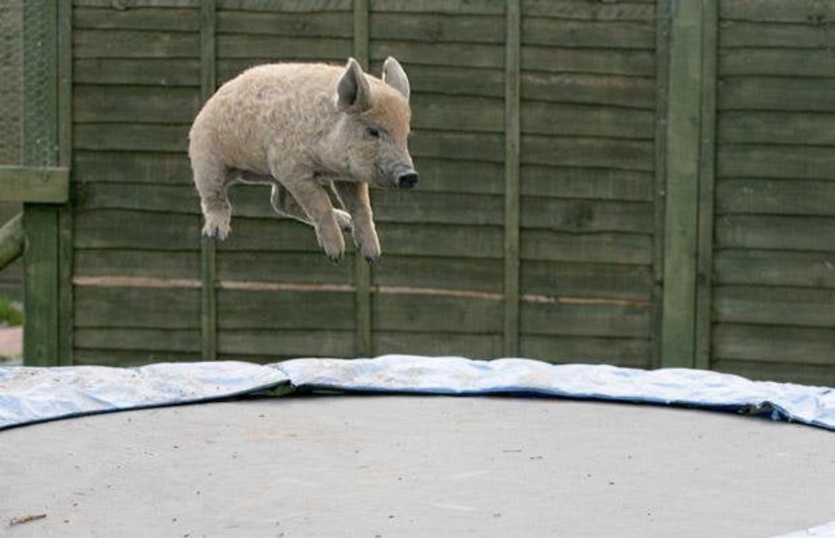 light brown piglet in mid air over a trampoline