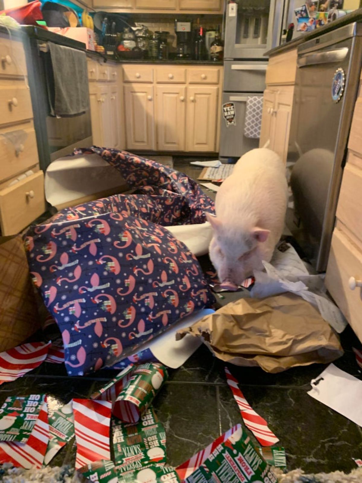 white pig standing in a kitchen surorunded by different kinds of wrapping paper