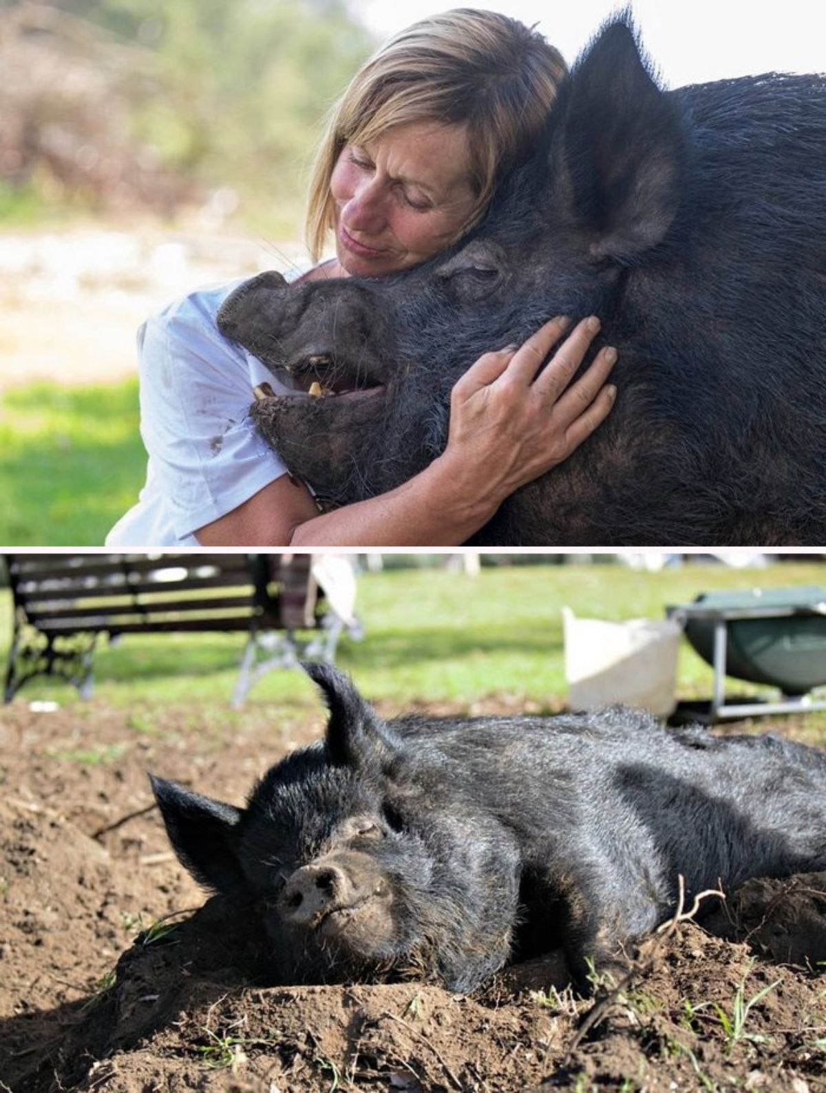 2 photos of a black pig being hugged by a woman and the black pig sleeping on mud