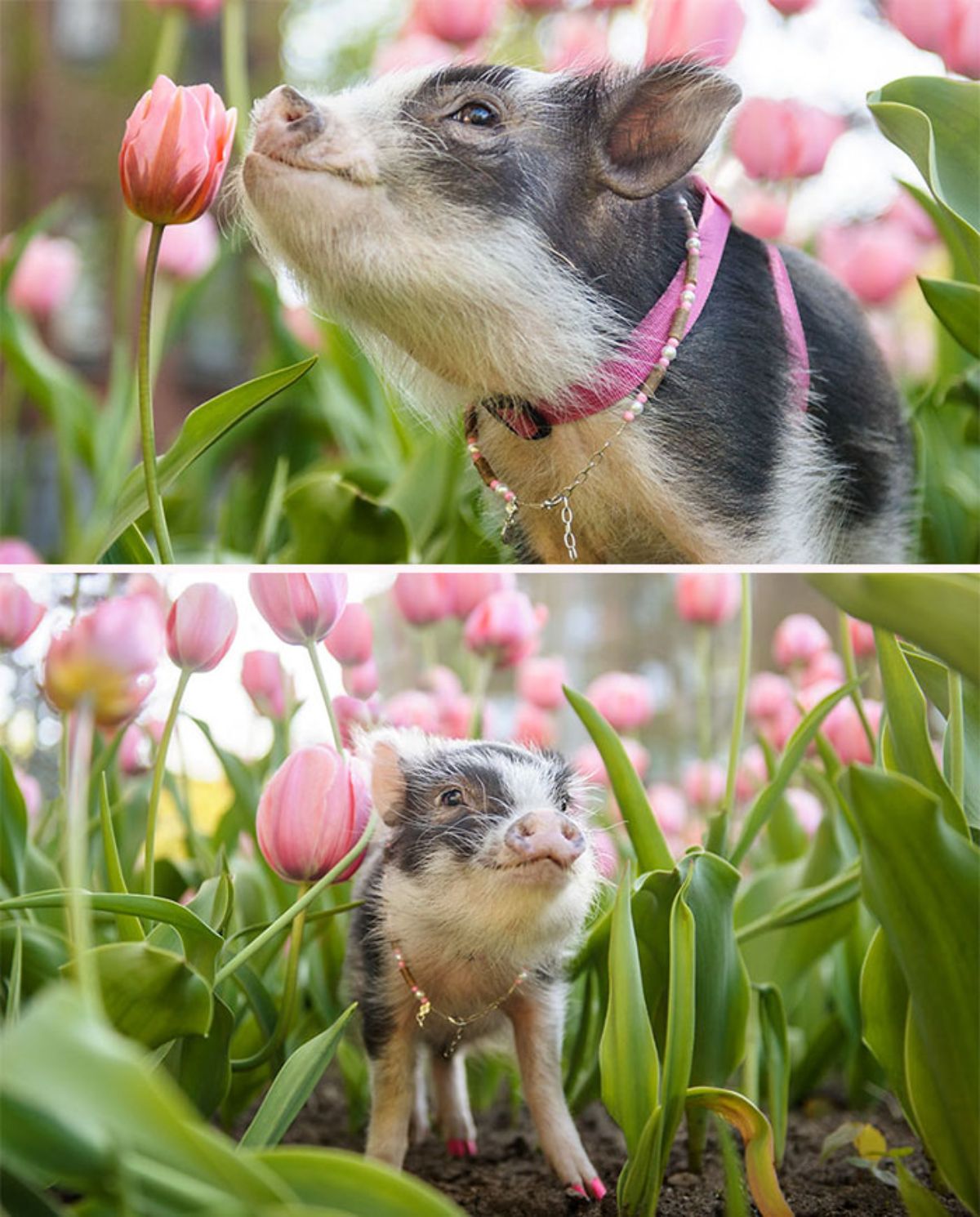 black and white piglet wearing a pink collar standing under a field of pink tulips