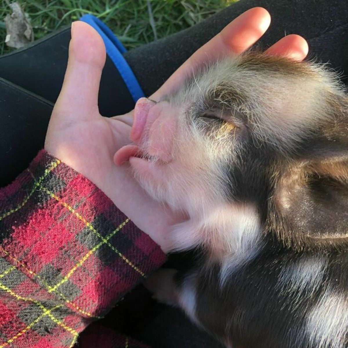 black and white piglet licking someone's open palm