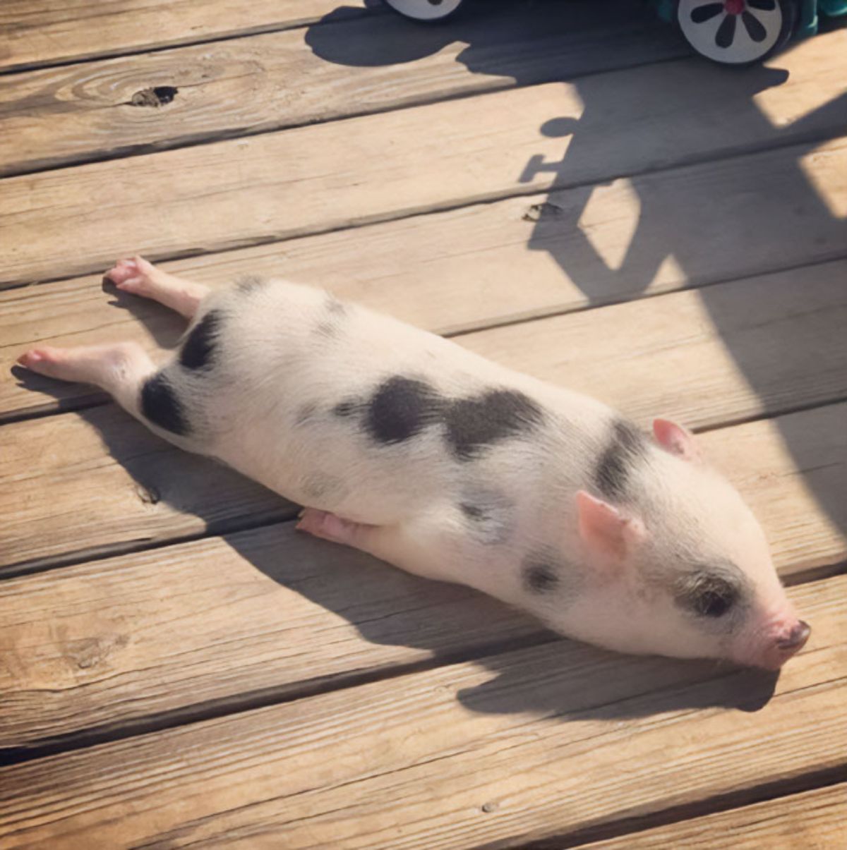black and white piglet laying on wooden patio with the legs stretching straight out backwards