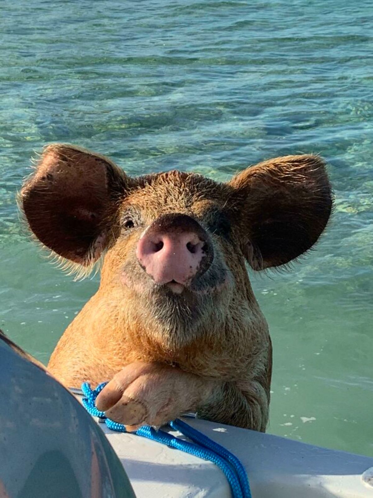 brown pig in water with one leg on the corner of a boat