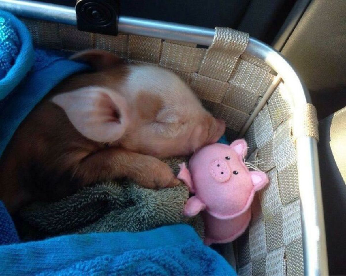 brown and white piglet sleeping ina basket cuddled in blue and green blankets with a pink stuffed toy