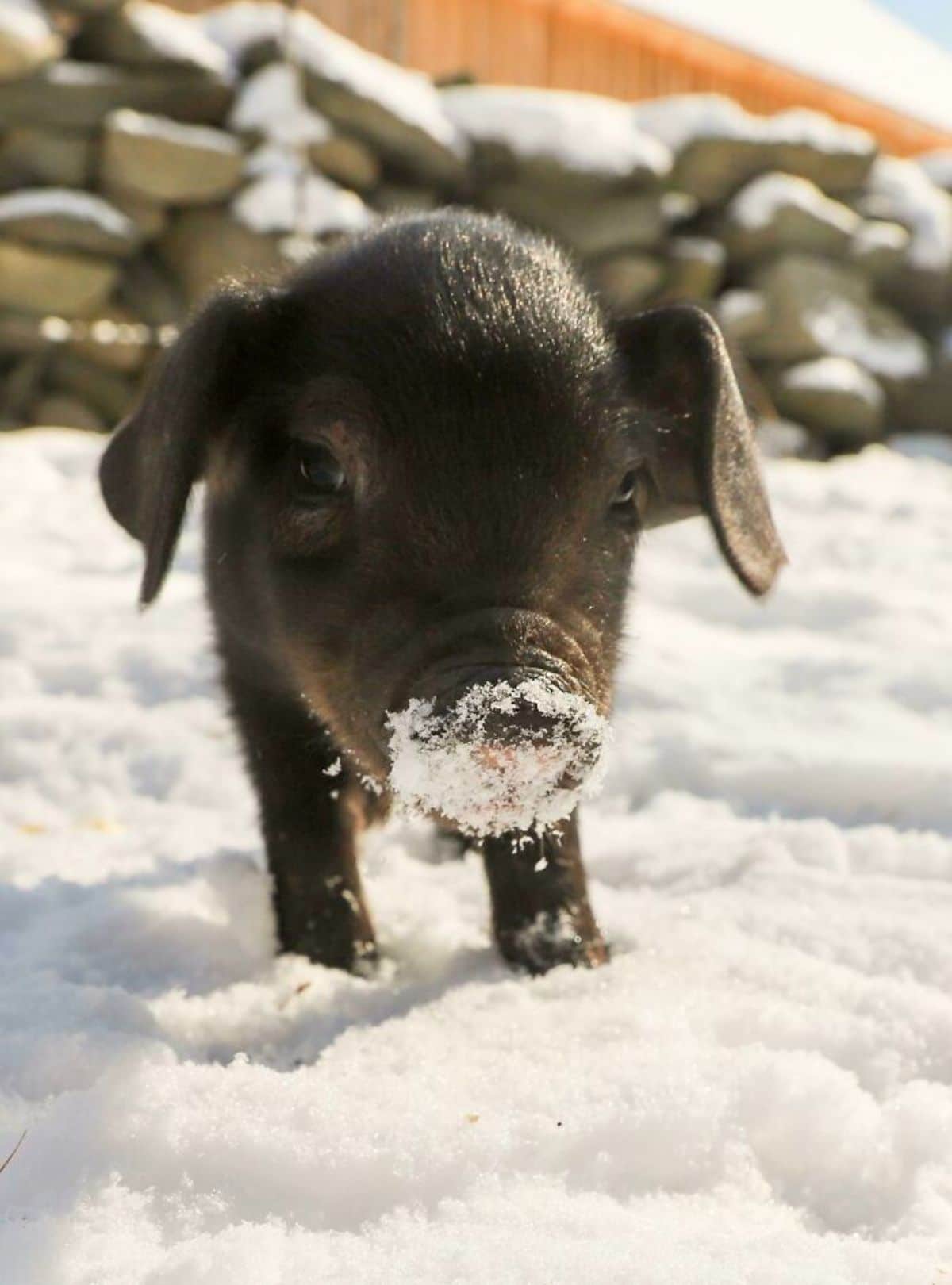 black piglet standing in snow with snow on its nose