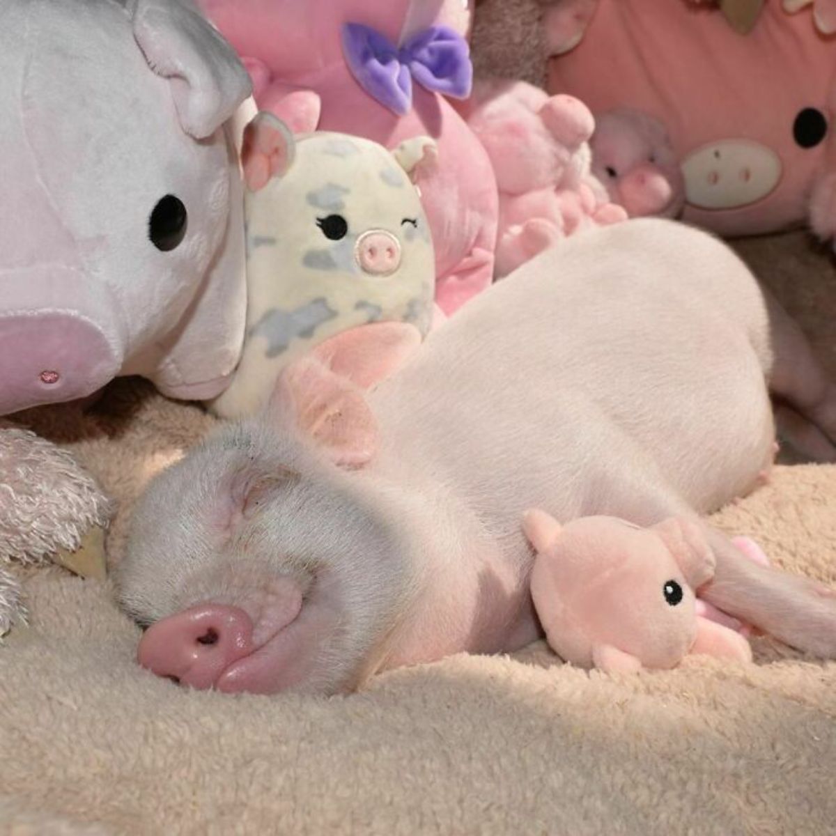 pink piglet sleeping on its side on a white blanket surrounded by pink and white stuffed pig toys