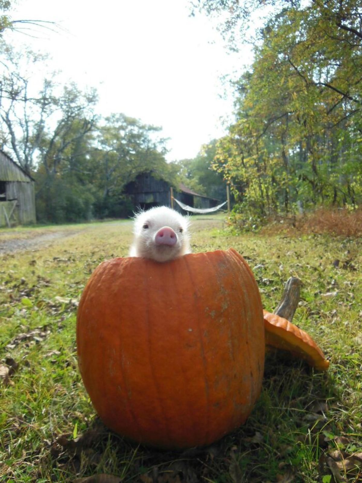 white piglet peeking over from an orange pumpkin that has the top sliced off