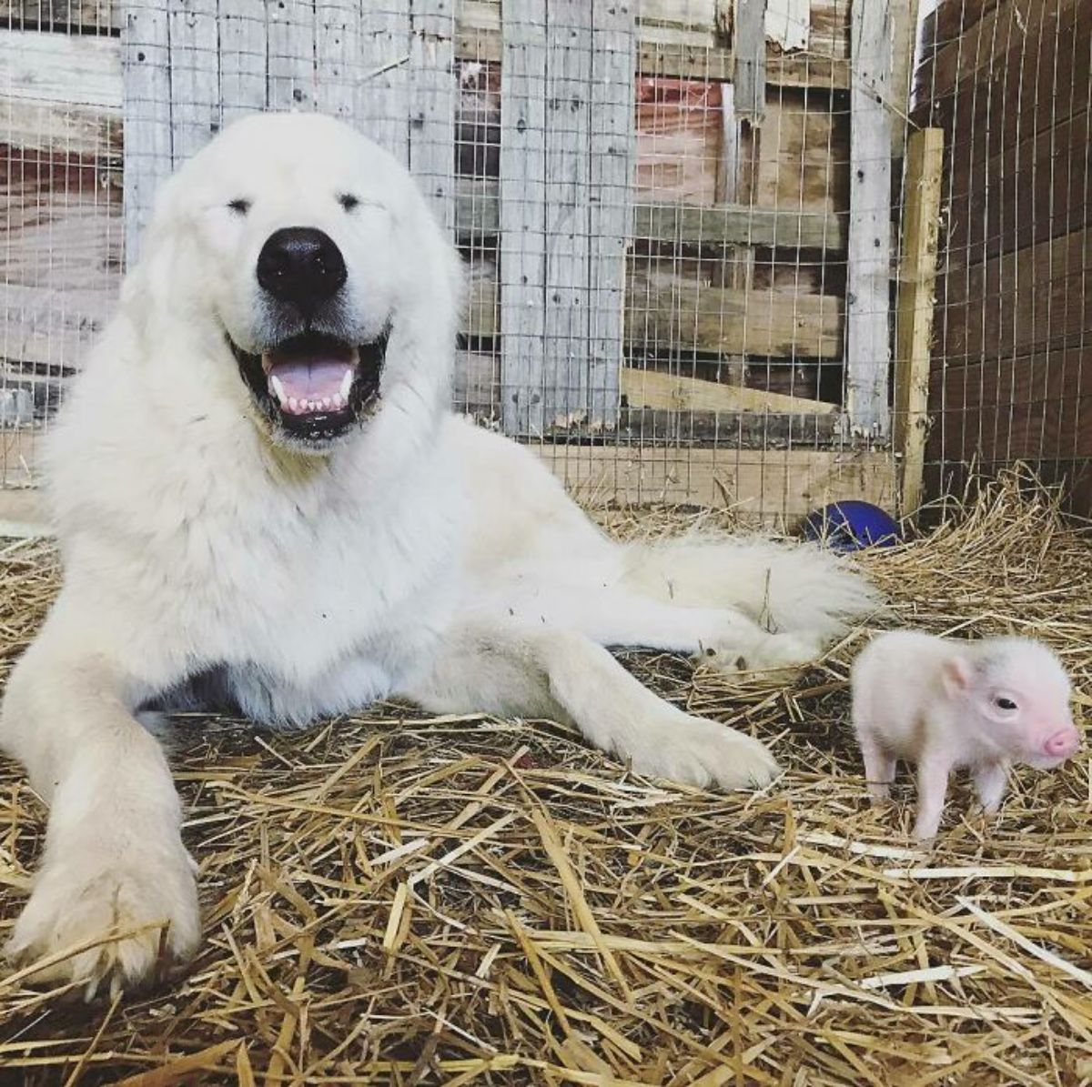 white dog laying on hay next to pink piglet
