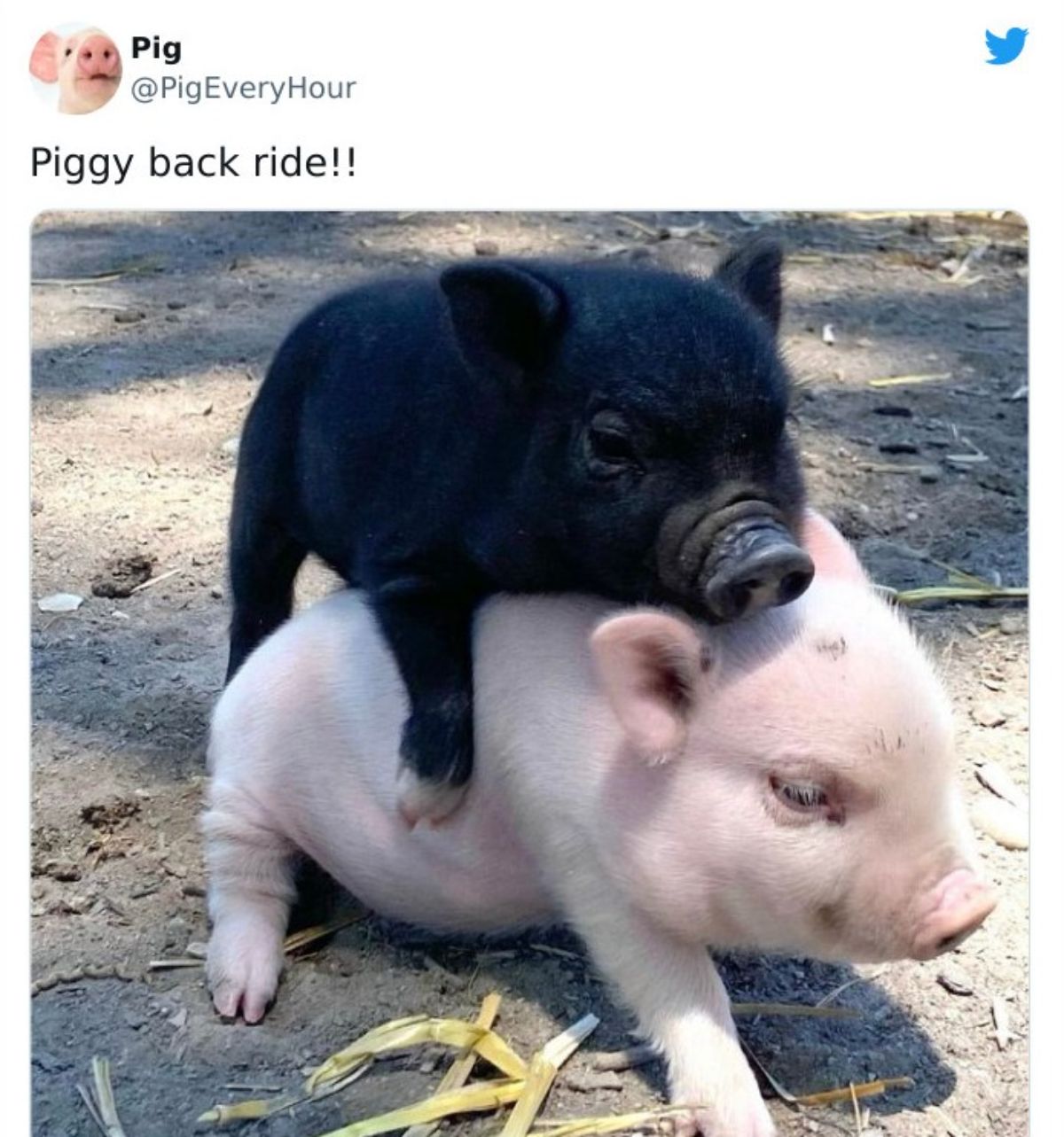 tweet with a photo of a black piglet on the back of a white piglet