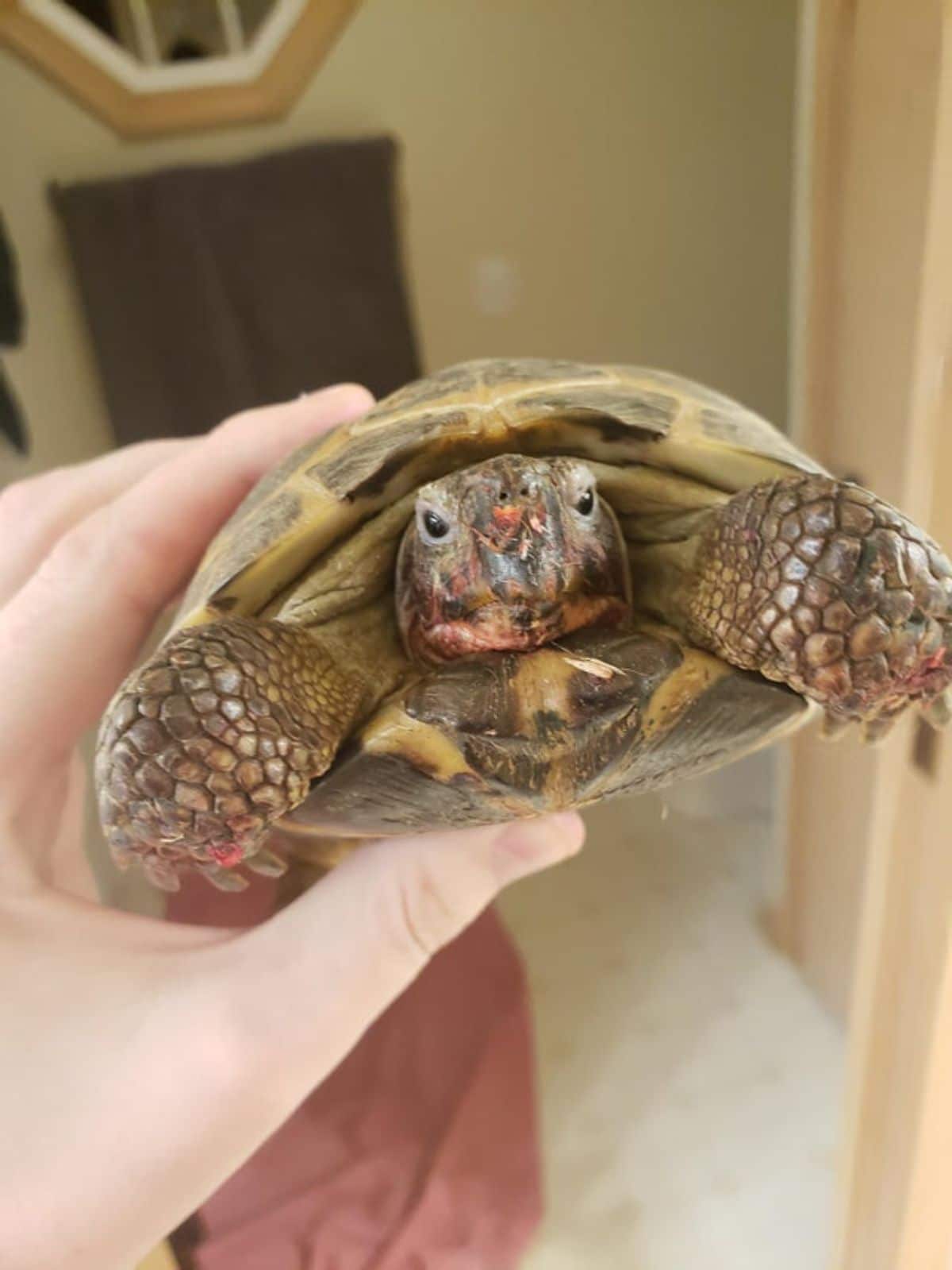 someone holding up a tortoise