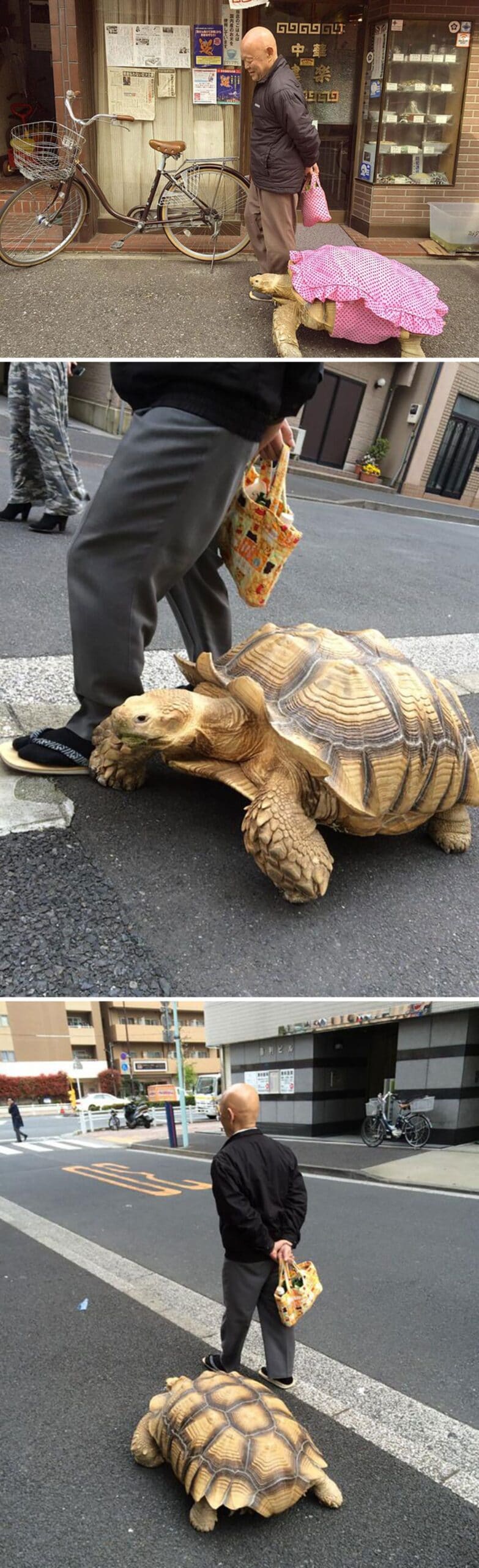 3 photos of a man walking with a large tortoise on a road