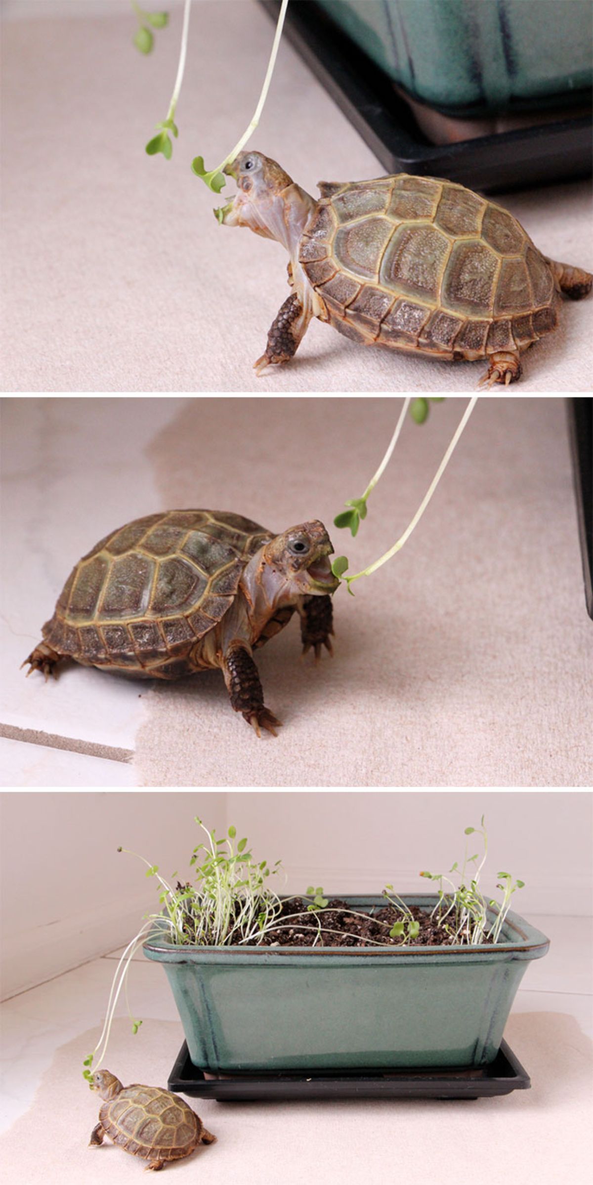 3 photos of a small turtle trying to eat the leaves of a small plant in a pot