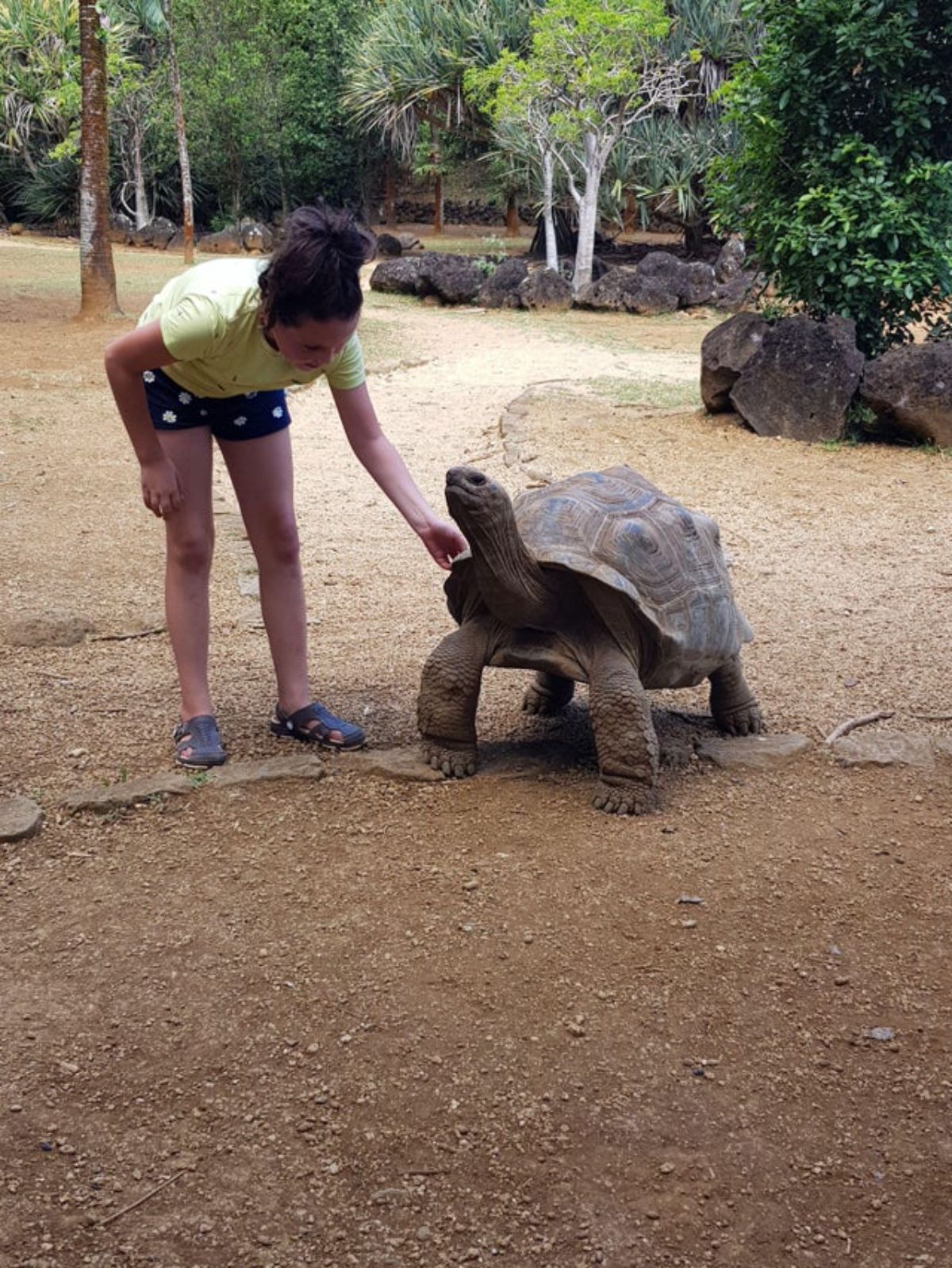 woman touching the shell of a large tortoise